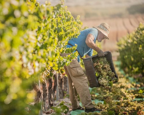 Vendimia 2024 Sherry Wines