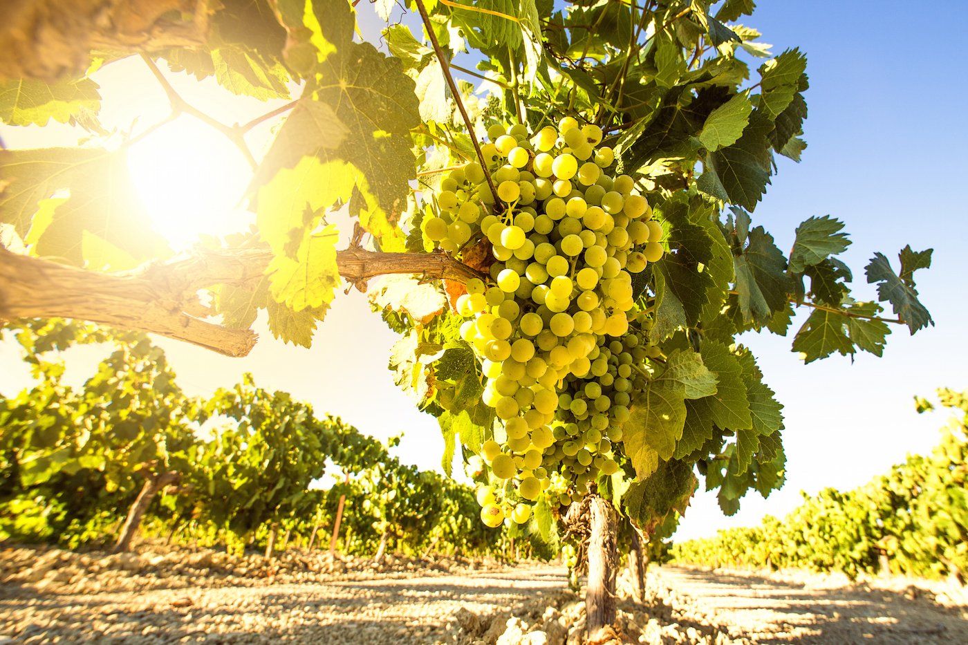 Viticultura | Elaboración de vinos de - Sherry Wines