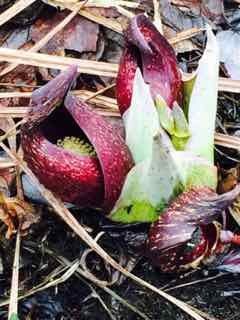 skunk_cabbage_emerging_0.jpg