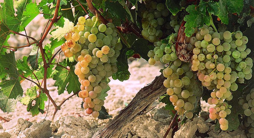 uva_pedro_ximinez_jerez_sherry_viticultura
