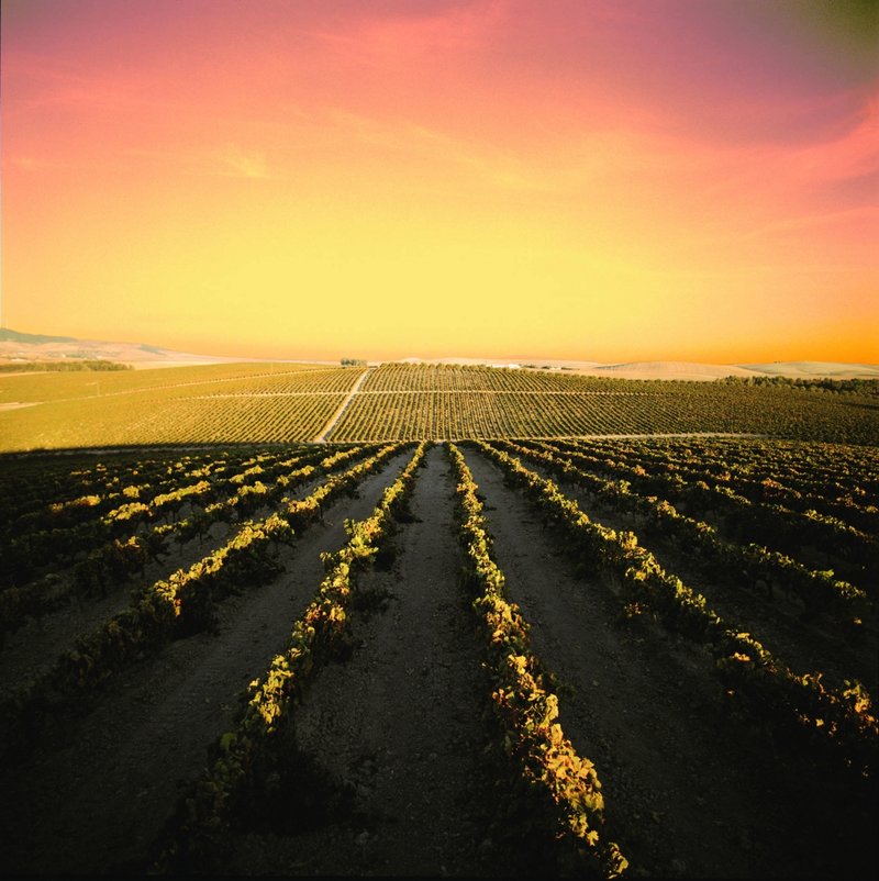 vinas_atardecer_vinos_de_jerez_sherry.jpg
